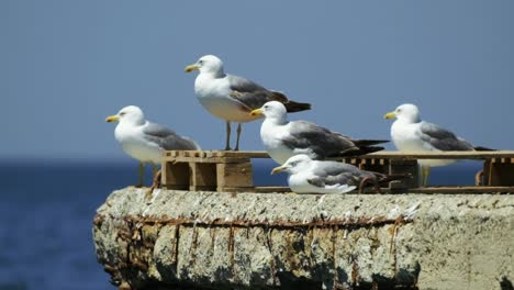 seagulls standing on top of a wall with ocean in background