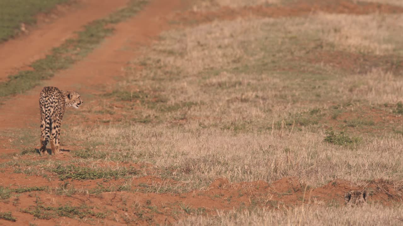 guepardo parado junto a un camino de tierra en la sabana africana, preparándose para cazar