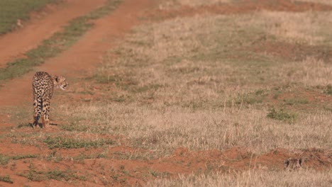 cheetah die langs de onverharde weg in de afrikaanse savanne staat en zich klaarmaakt om te jagen