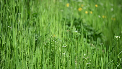 Sonniger-Grüner-Graszusammenfassungshintergrund-Und-Frühlingsblumen
