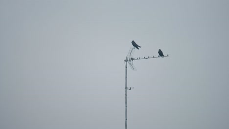 two wild birds sitting on domestic tv antenna in rural area