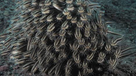 venomous juvenile striped catfish forming a dense ball shaped school to ward off predators