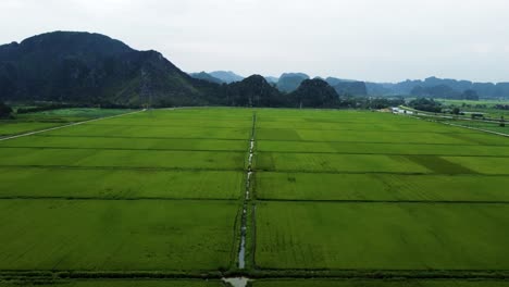 Ascendiendo-Rápidamente-Sobre-Un-Exuberante-Campo-De-Arroz-Verde-En-Ninh-Binh,-Vietnam-Con-Fondo-De-Montañas-Kársticas