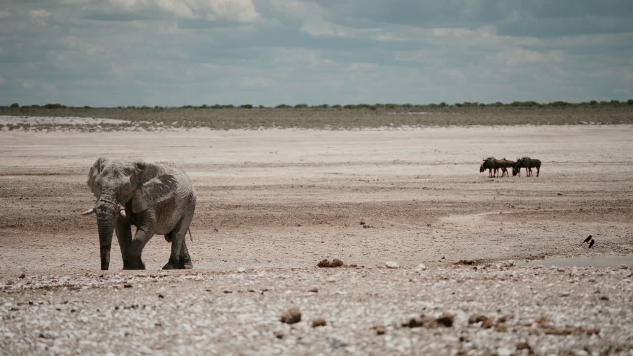 Elephant at Waterhole in African Savanna