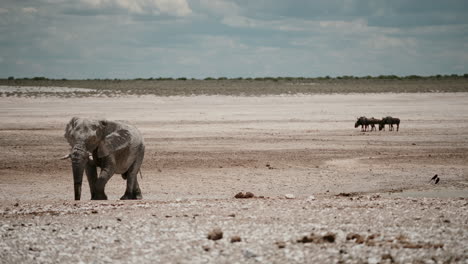 elephant at waterhole in african savanna