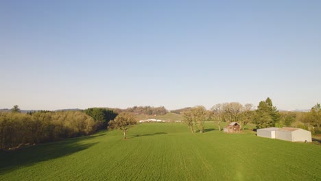hermosas hileras de cultivos y árboles de granja rústica en el día del cielo azul en carlton oregon