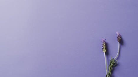 video of lavender flowers and leaves with copy space on purple background