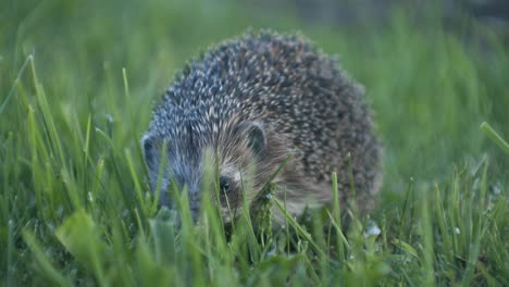 European-hedgehog-in-evening-dusk-went-out-for-bugs