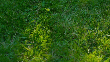 Sonnenbeschienenes-Grünes-Gras-Mit-Natürlichen-Schatten-Und-Lichtern