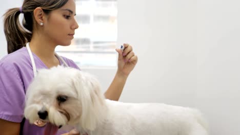el médico visita al perro en el estudio con el veterinario y la mascota enferma