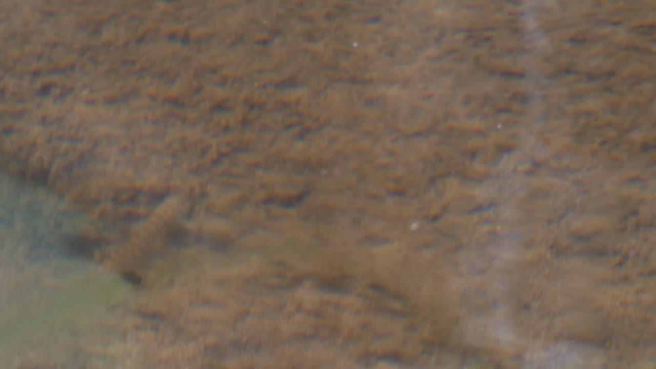 pez nadando en el agua..