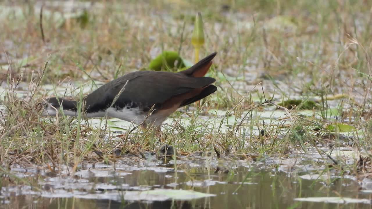 연못 지역의 흰 브레스티드 물.