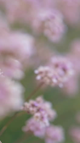 dreamy pastel flowers with soft bokeh background