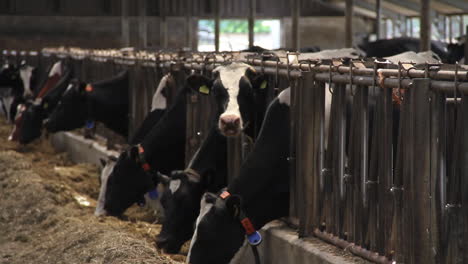 cows eating in barn