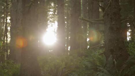 camera pans through sunlit forest