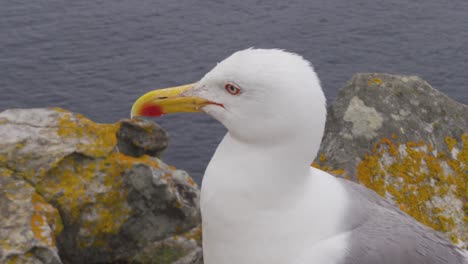 Nahaufnahme-Einer-Möwe,-Die-Sich-Auf-Den-Cies-Inseln-In-Spanien-Umsieht