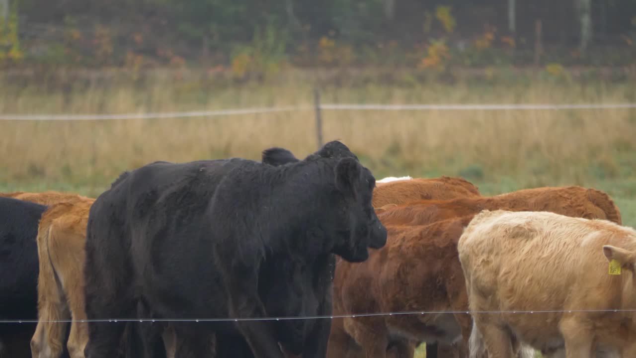 Black cow fervently licking herself inside farm enclosure amongst herd - Medium long shot