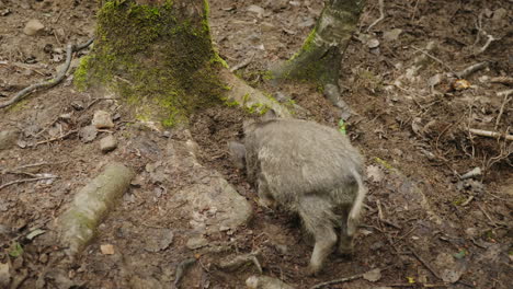 un divertido jabalí cava la tierra con su hocico una vista posterior animales divertidos video 4k