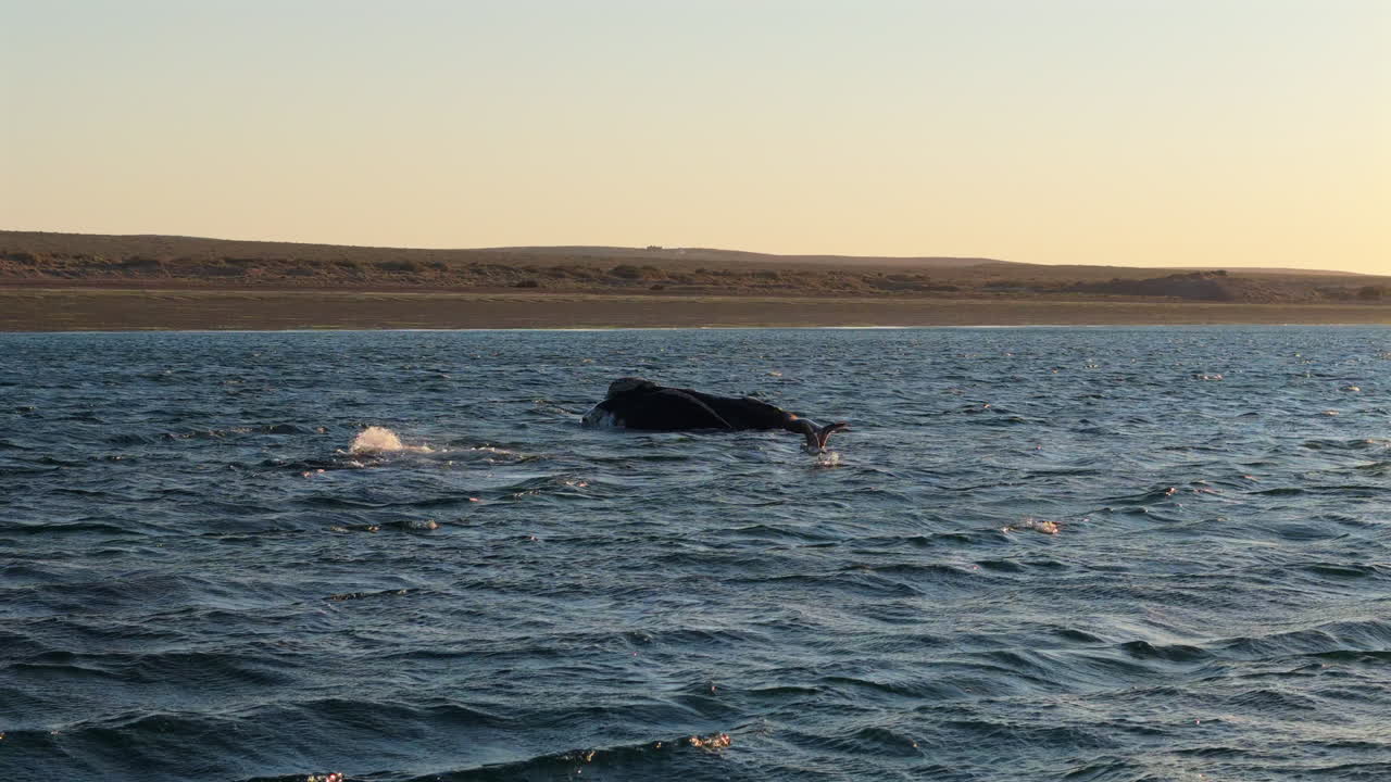 Calm blue ocean with Ballena-franca-austral spouting in the distance, Península Valdés, Golfo Nuevo, Puerto Madryn, Argentina.