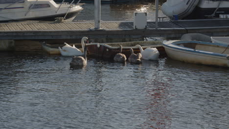 family-of-Swans-drinking-fresh-water-out-of-a-rowing-boat-on-Lymington-river