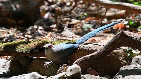 Green-Billed-Malkoha