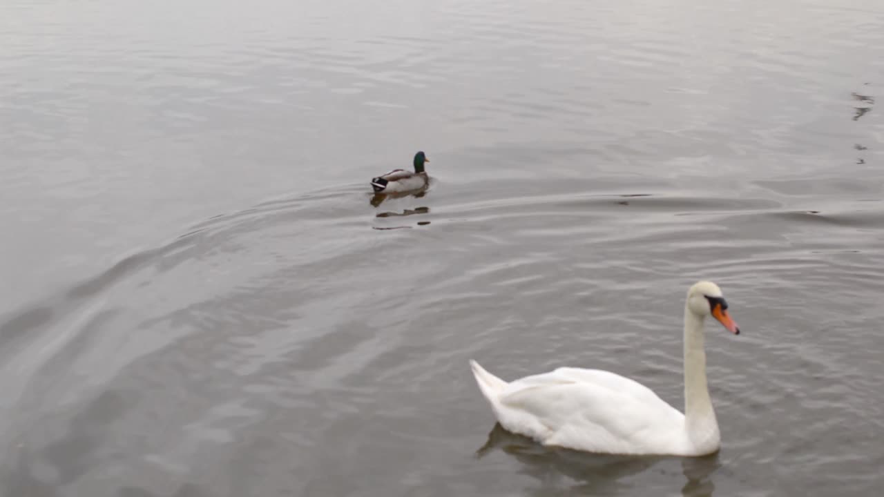 cisnes deslizándose sobre el agua con patos nadando