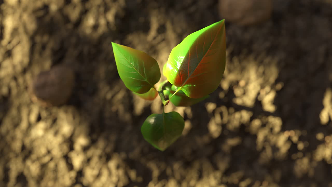Ripresa dall'alto di un bellissimo timelapse animato in 3D in 4K di una pianta verde che cresce da terreno fangoso e diventa più grande