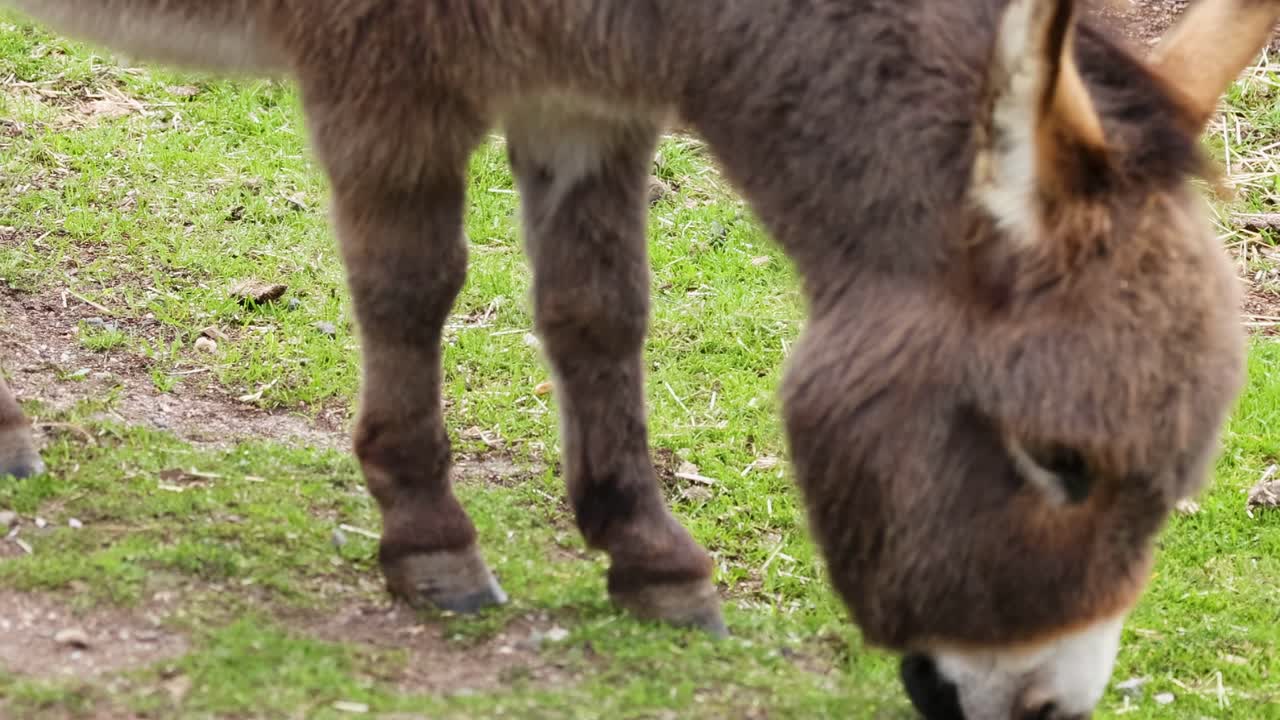A detailed view of a donkey's head and legs as it grazes on lush green grass.