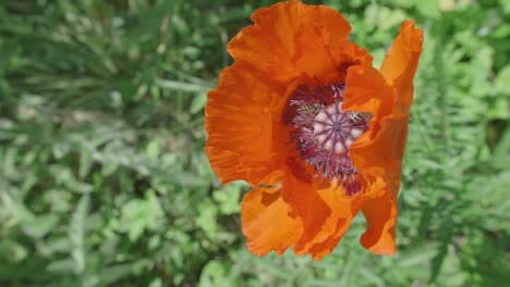 las abejas trabajan juntas para recolectar polen en el centro de una hermosa flor de amapola