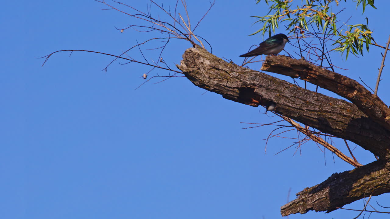 Slow motion shot of purple martin atop willow tree