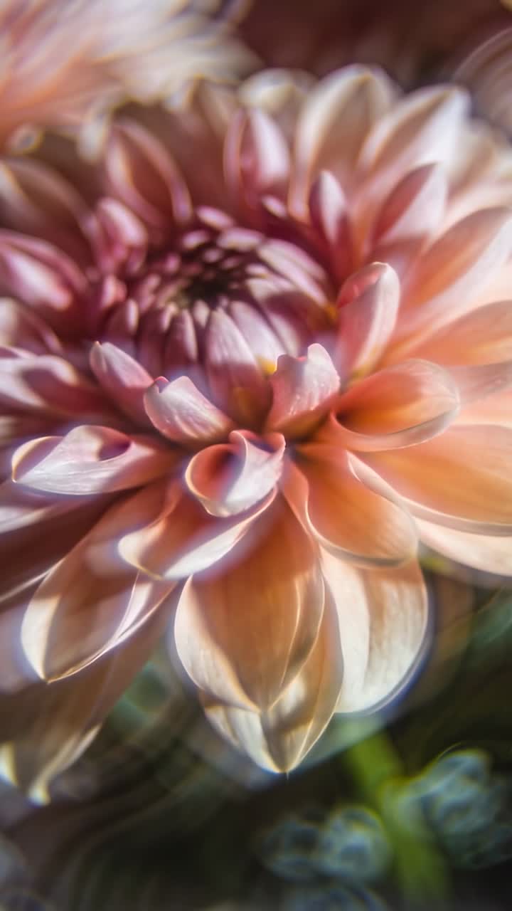 Video vertikal: Lensa makro menyesuaikan fokus memperlihatkan kelopak dahlia persik di taman, untuk kejelasan