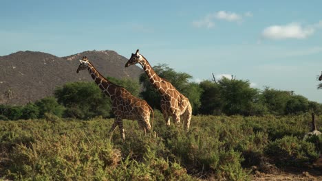 companionship pursuit masai giraffe tower at samburu national reserve kenya