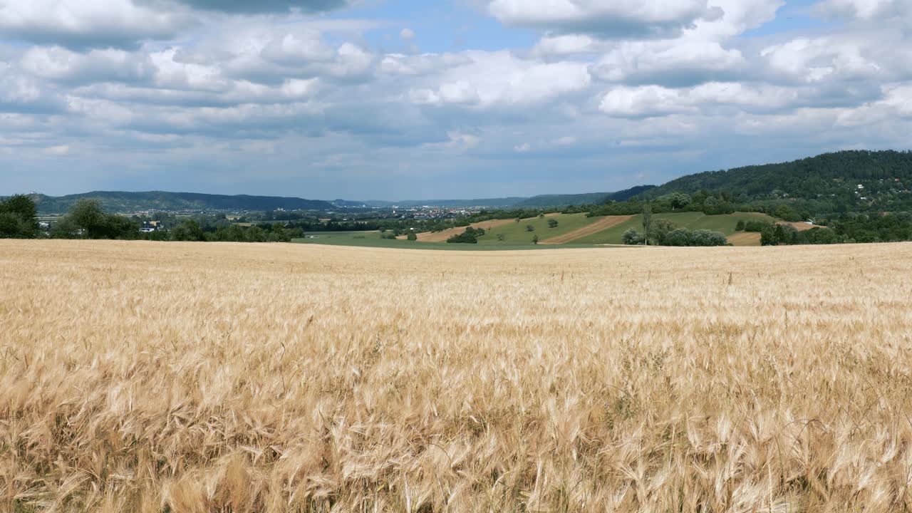 Baden Wurttemberg Germany. Ears of wheat on background of blue sky and clouds.