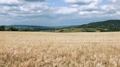 baden wurttemberg germany. ears of wheat on background of blue sky and clouds.