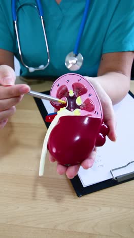 urology and treatment of kidney disease. doctor doing kidney exam for patient with kidney disease.