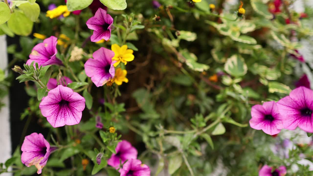 Vibrant flowers in a lush garden setting