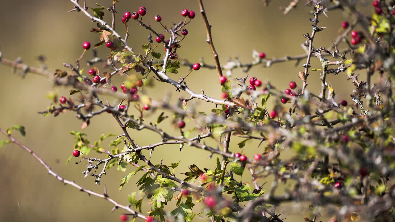bayas rojas en ramitas delgadas de arbustos, madurando a la luz del sol de otoño, chequia