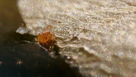 Extreme-macro-closeup-of-very-tiny-mite-on-the-shore-in-water-on-sunny-day-outside