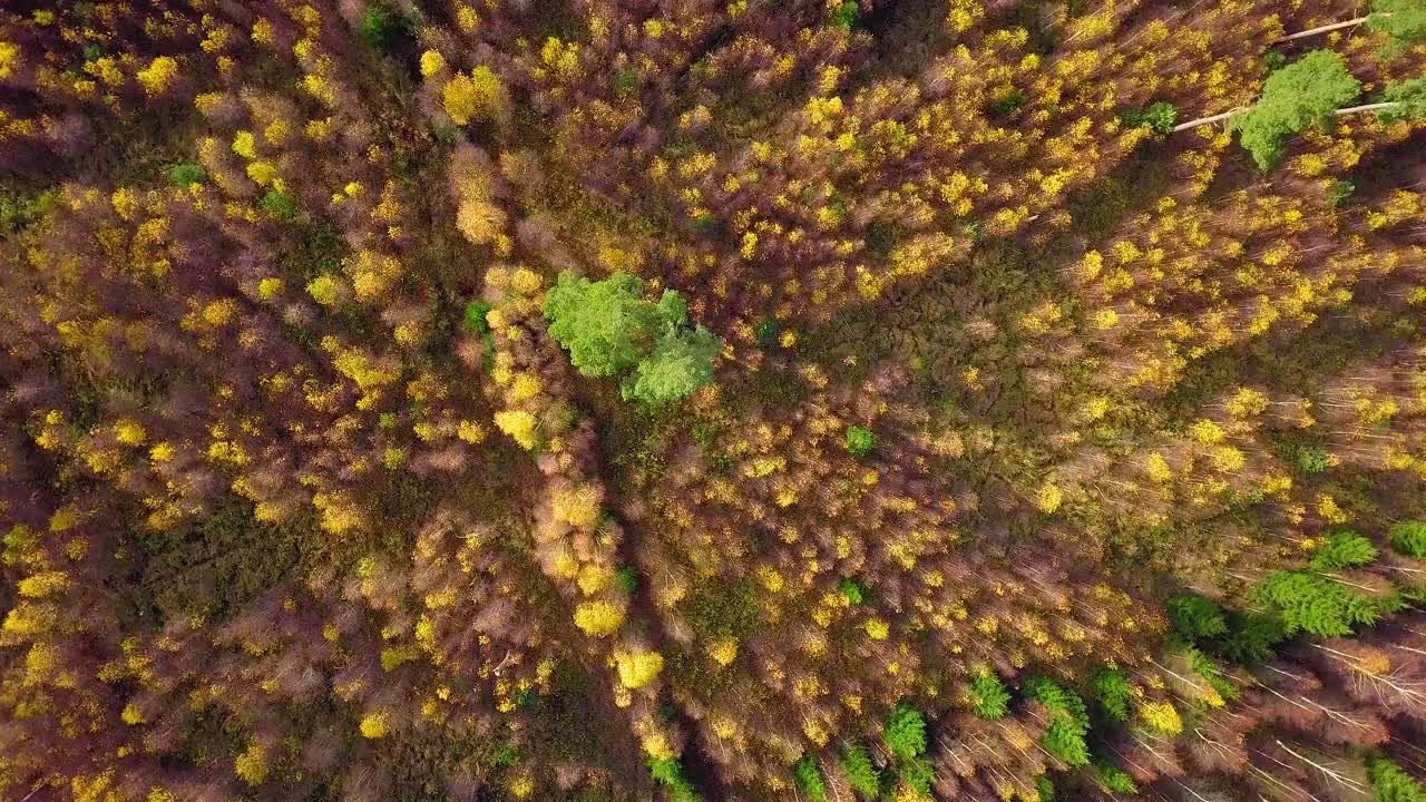 otoño en un bosque, vista superior aérea, bosque mixto, coníferas verdes, abedules con hojas amarillas, bosques de colores otoñales, paisaje de bosque nórdico, amplio tiro giratorio de ojo de pájaro