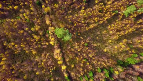 Otoño-En-Un-Bosque,-Vista-Superior-Aérea,-Bosque-Mixto,-Coníferas-Verdes,-Abedules-Con-Hojas-Amarillas,-Bosques-De-Colores-Otoñales,-Paisaje-De-Bosque-Nórdico,-Amplio-Tiro-Giratorio-De-Ojo-De-Pájaro