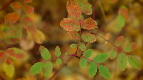 las hojas cambian de color para la temporada de otoño.