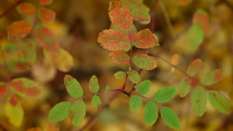 leaves changing colors for fall season. close up