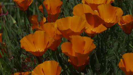 Las-Plantas-De-Amapola-De-California-Crecen-Entre-La-Hierba-Verde