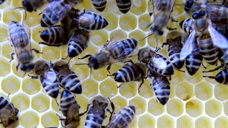 busy bees, close up view of the working bees on honeycomb.