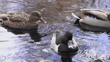 closeup slow-motion shot of female mallard ring necked duck in the rain