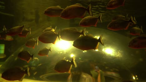 Ein-Schwarm-Piranhas-Zusammen-Und-Beleuchtet-Von-Einem-Warmen-Licht-In-Einem-Aquarium,-Menschen-Beobachten-Die-Aquariumausstellung