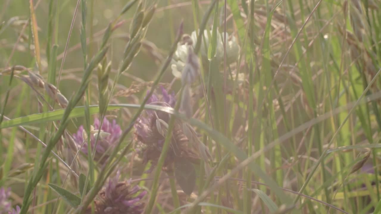 Campo di trifoglio nella brezza estiva.