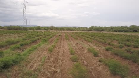 Blick-Von-Einer-Drohne,-Die-An-Einem-Bewölkten-Tag-über-Einer-Plantage-In-Mexiko-Fliegt