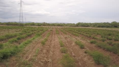 view from a drone flying circles over a plantation in mexico during a cloudy day