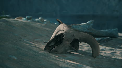 a close-up of a cow skull on a sandy ground